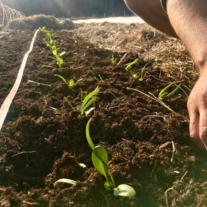 Kurs i Skogsträdgårdsodling